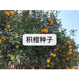 构橘种子图片-迪庆构橘种子- 无锡芳东