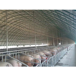 养猪温室大棚视频-腾鑫畜牧(在线咨询)-温室养猪大棚