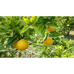 早熟柑橘苗新品种-【岗峰农场】成活率高-早熟柑橘苗