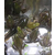 青蛙种苗批发价格-广西青蛙种苗-半亩田公司缩略图1