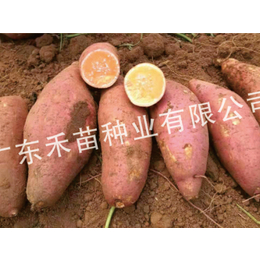 淀粉*红薯种苗-禾苗种业(在线咨询)-忻州红薯种苗
