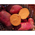 平顶山红薯苗价格电话-太胜红薯种苗-培育红薯苗价格电话缩略图1
