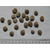 产地中药材蜗牛壳批发 蜗牛壳价格 蜗牛壳哪里有卖的缩略图2