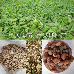 安徽土贝母种苗批发 改良土贝母种球价格 俊杰种苗厂家