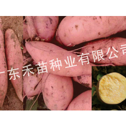 运城红薯种苗-禾苗种业红薯种-淀粉*红薯种苗