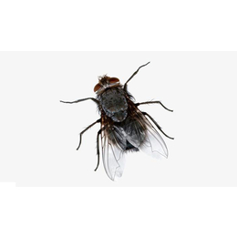 蚌山区灭蚊-清风*生物防治-灭蚊蝇公司