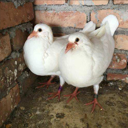 肉鸽价格-兴利动物租赁(在线咨询)-宝鸡肉鸽