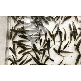 活泼水产价优-汕头加州鲈鱼苗供应-加州鲈鱼苗供应出售
