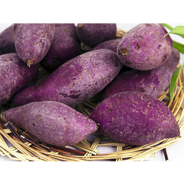 南阳紫薯苗电话-太胜红薯育苗-求购紫薯苗电话