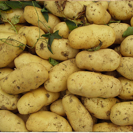 安徽土豆种基地-雪原农业科技种子批发-原种土豆种基地
