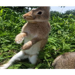 比利时兔养殖-湖南比利时兔-宏盛养兔厂