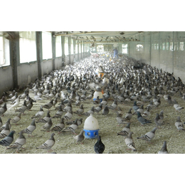 肉食鸽养殖基地-肉食鸽-中鹏农牧种鸽基地