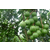供应玉林坚果苗116号 南亚三号夏威夷果苗种植网缩略图3