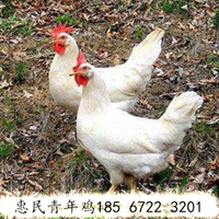  惠民青年鸡养殖中心雏鸡脱温管理技术