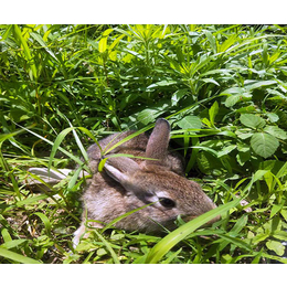 神农架林区比利时兔-宏盛养兔厂-比利时兔批发