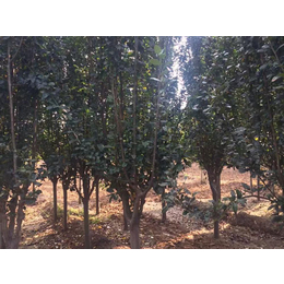 烟台海棠种植基地-泰安泰景苗木基地-12公分海棠种植基地