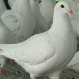 安阳肉鸽-兴利动物租赁长年承接-肉鸽养殖技术