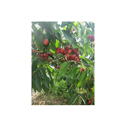 来宾11公分矮化大樱桃树-泰安传利家庭农场