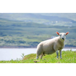羊各阶段预混料配方成都英美尔羊饲料厂家