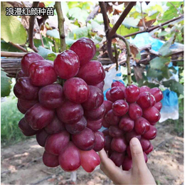 衢州红宝石红柚-仙蜜果价格实惠-红宝石红柚出售价格