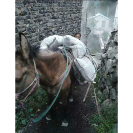 上饶骡马运输-铜陵爱年骡马运输队-骡马运输队电话