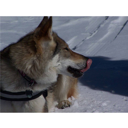 捷克狼犬哪里有卖-捷克狼犬-瑞阁宠物公司(查看)