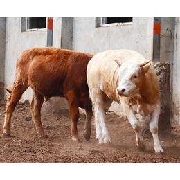 犊牛出售基地-黄山犊牛出售-池州畜源牧业