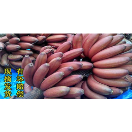 皇帝香蕉-陵水香蕉-海口水果批发(查看)