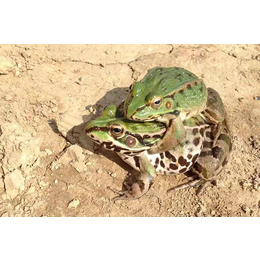 虎纹蛙蝌蚪种苗批发-半亩田青蛙养殖-苏州虎纹蛙种苗