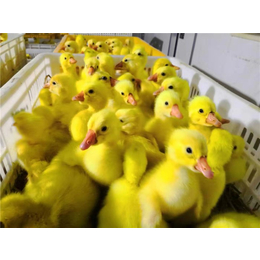 鹅苗多少钱-春发畜禽养殖(在线咨询)-鹅苗