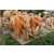 汉白玉石雕大象-浙江石雕大象-曲阳众邦雕刻厂缩略图1