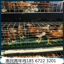  惠民养鸡场80天青年鸡低价供应 80天青年鸡成本价销售