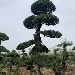 天津对节白蜡盆景-京山亚太盆景(推荐商家)