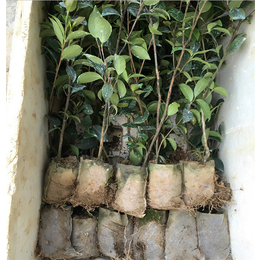 遵义油茶苗-优良油茶苗-油茶苗圃基*荐商家)