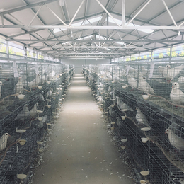 淮北大棚肉鸽养殖技术-天明鸽业签回收协议