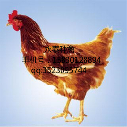 蛋鸡-永泰种禽公司-蛋鸡养殖场