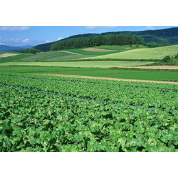 高明农产品配送行业优势价格合理「在线咨询」