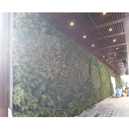 安徽洸森园林绿化(图)-室内墙体绿植-湖南墙体绿植