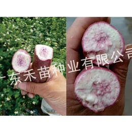 香港脱毒红薯种苗-禾苗种业红薯种苗-脱毒红薯种苗品种
