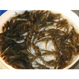 珠海黄骨鱼苗出售-滁州黄骨鱼苗出售-活泼水产实在