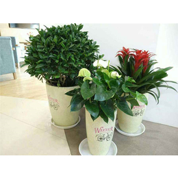 桐庐办公室植物摆放-推荐青木园艺-办公室植物摆放哪家好