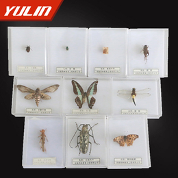 昆虫生活史标本-雨林教育-昆虫标本