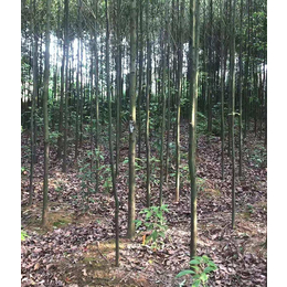 香樟苗圃基地-九江智悠园林(在线咨询)-攀枝花香樟