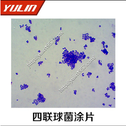 雨林教育(图)-切片制作过程-切片