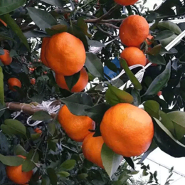 明日见柑橘苗种植-玉溪明日见柑橘苗-湖南千思农林科技公司