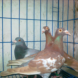 肉鸽-兴利动物租赁长年承接-肉鸽养殖