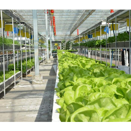 蔬菜大棚-千宏温室-新型能源蔬菜大棚