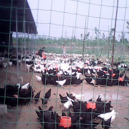 黑康鸡-永泰种禽-黑康鸡的图片