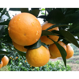 锦蜜冰糖橙种植-锦蜜冰糖橙-湖南千思农林公司