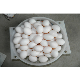 滨州鸽子蛋-中鹏农牧种鸽养殖基地(图)-鸽子蛋价钱